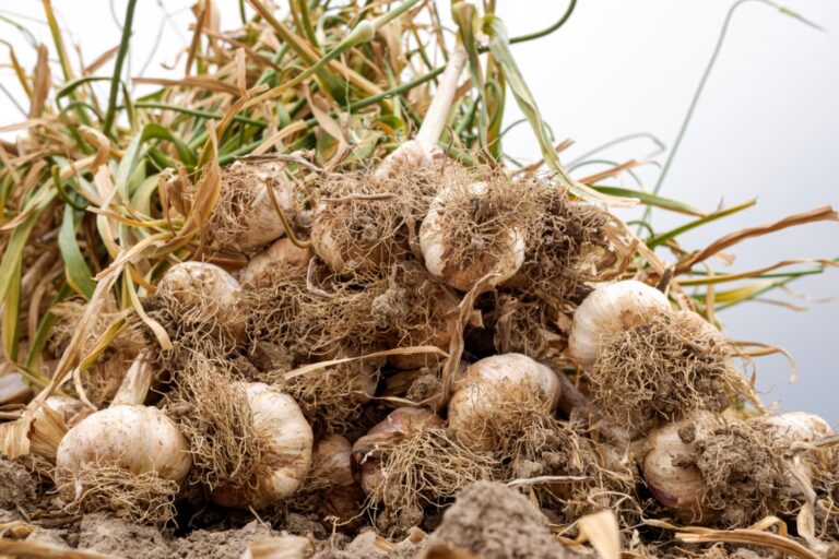 Bunches of garlic recently harvested in the crops Spain.