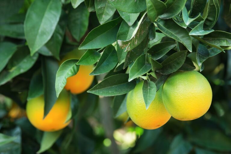 Close up orange fruits ripening on tree. Orange tree garden. Farming, food concept.