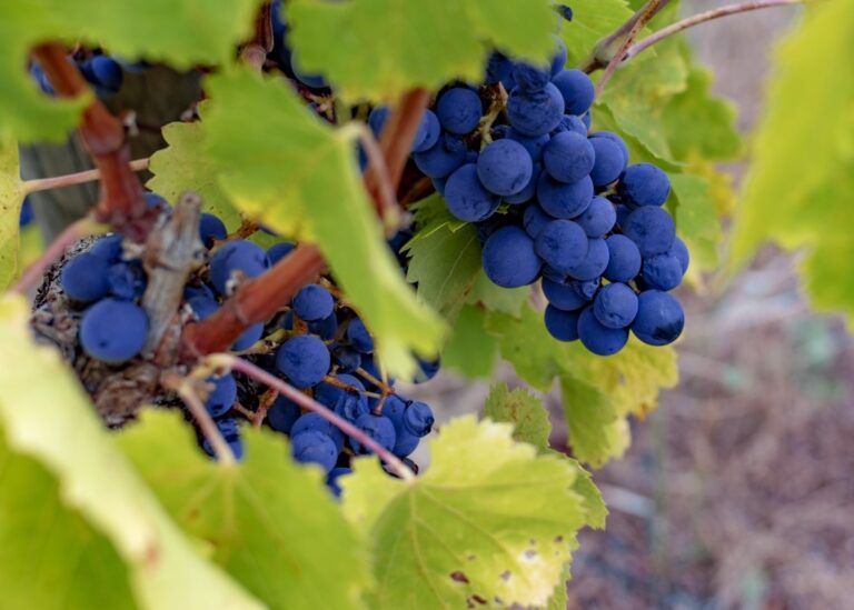 Grape vine of the Tempranillo variety grown in Europe.