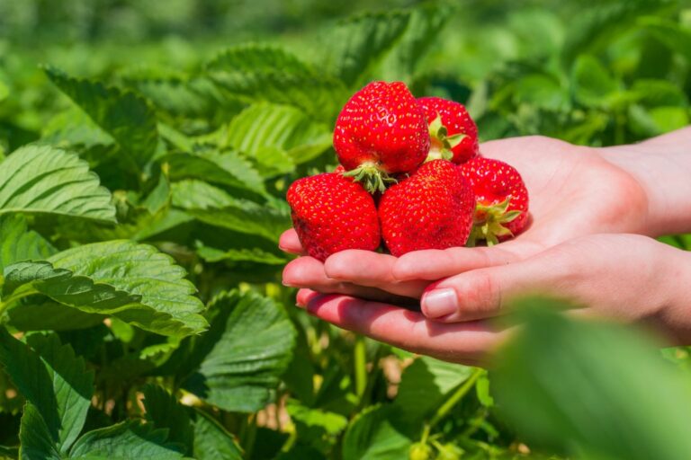 Handful fresh picked delicious strawberries held over strawberry plants.