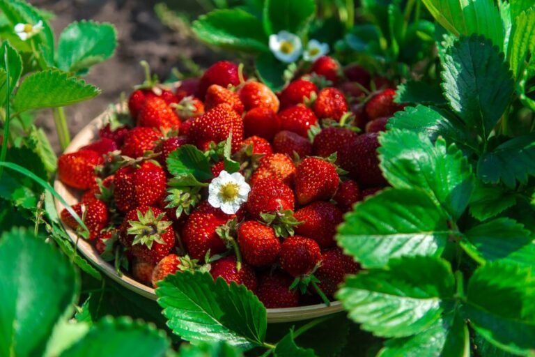 Harvest strawberries in the garden. Selective focus. Food.