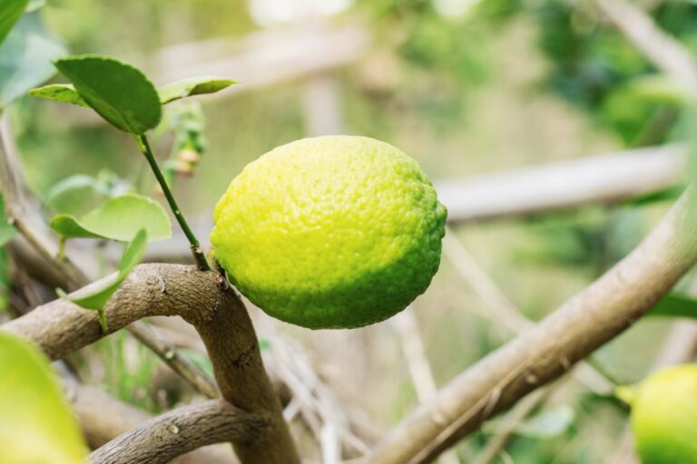 lemons are growing on trees in plantation.