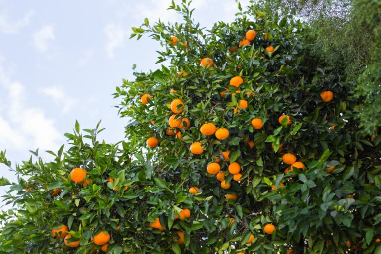 orange trees plantations. The fruit of the orange tree. branch orange tree fruits green leaves