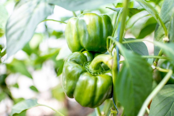 Organic plantation with growing sweet green peppers, ready to harvest, close-up view
