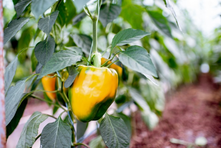 Organic plantation with growing sweet peppers, close-up view