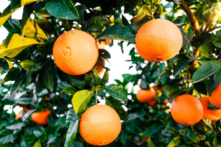 Ripe oranges on a citrus tree in a Mediterranean orchard.