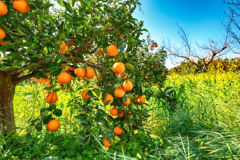 Ripe oranges on tree in orange garden. Harvesting oranges in Sicily, Italy, Europe