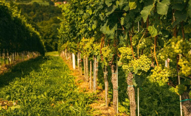 Vineyards at late summer. Ripe green grapes in Austria. Famous wine road in south Styria