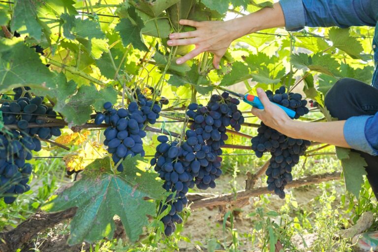 Woman gardener with garden secateurs harvesting blue grapes on grape bush. Garden, vineyard, hobby, growing organic grapes without use of chemicals