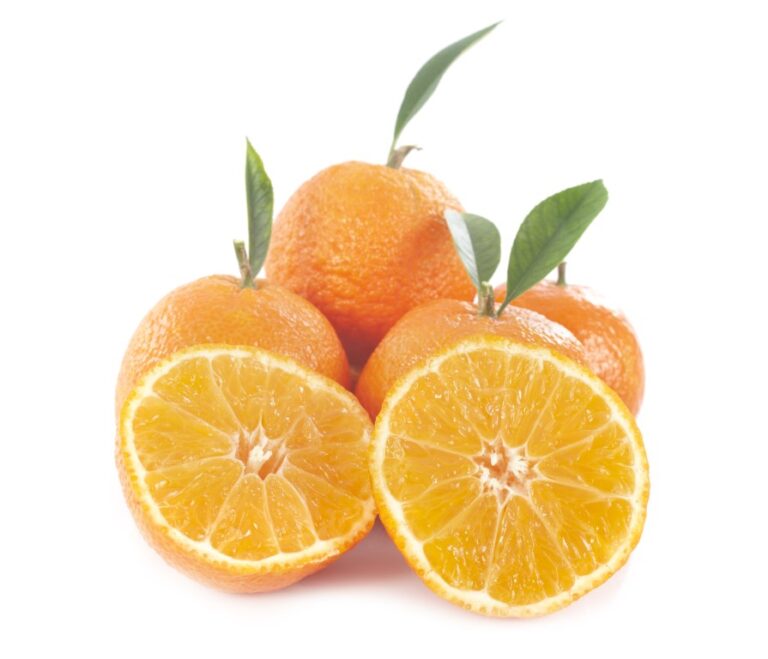 oranges fruits in front of white background
