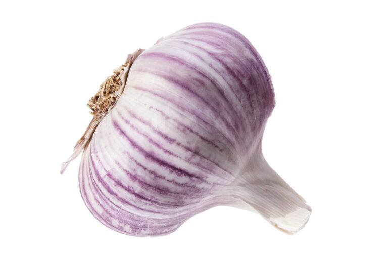 Garlic on White Background