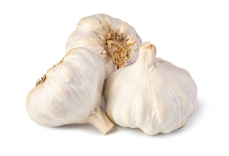Garlic Isolated on white background