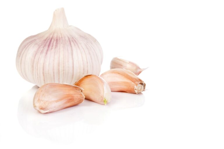 isolated several spices of garlic