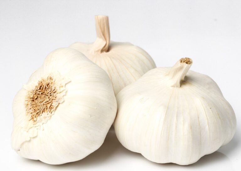 Garlic on a white background