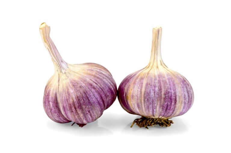 Two heads of garlic isolated on a white background